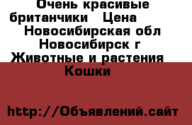 Очень красивые британчики › Цена ­ 5 000 - Новосибирская обл., Новосибирск г. Животные и растения » Кошки   